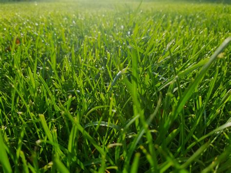 Green Grass Free Stock Photo Public Domain Pictures