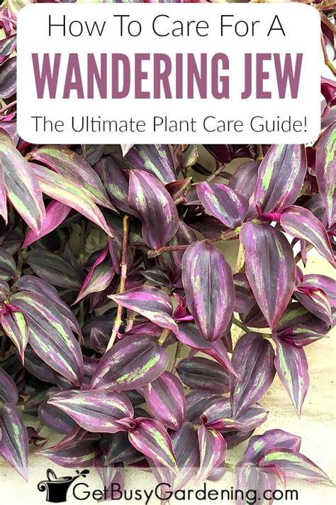 Wandering Jew Plant Care Complete Growing Guide Get Busy Gardening