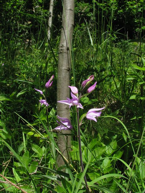 Cephalanthera Rubra L Rich Plants Of The World Online Kew Science