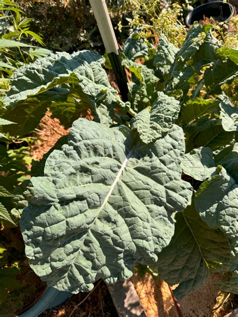Tree Collard Jolly Green Brassica Sp Symbiop Garden Shop