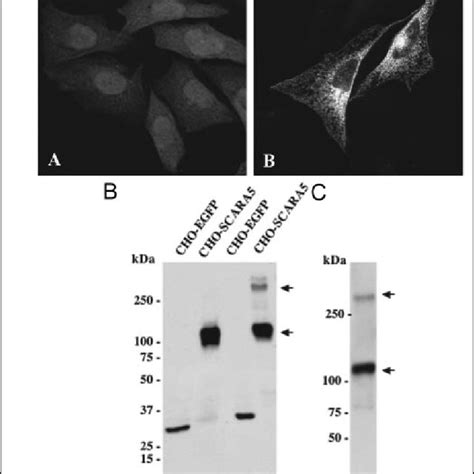 A Confocal Microscopy Of Cho K Cells Stably Transfected With Plasmids