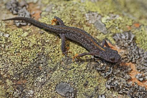 Triton Alpestre Ichthyosaura Alpestris Reptiles Et Amphibiens De