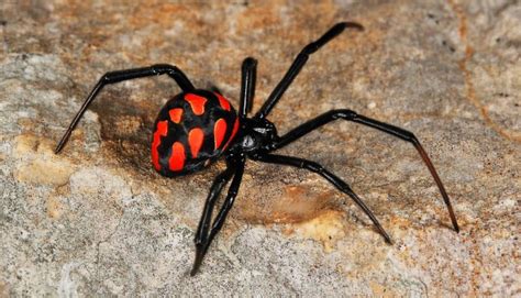 Description poisonous spider species Karakurt, photos