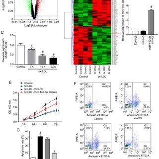 Mir P Overexpression Promotes Proliferation And Inhibits Apoptosis