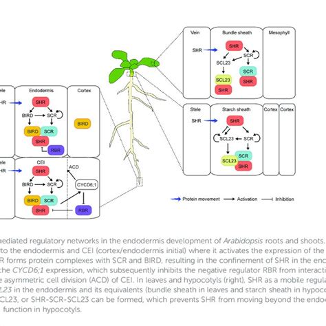 Shoot Growth Phenotypes Of Arabidopsis Wild Type Wt And Shr Adult