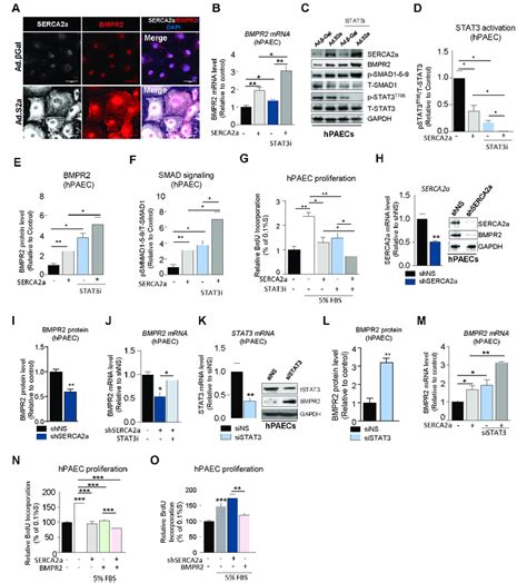 Serca2a Overexpression Increases Bmpr2 Expression In Hpaecs A Download Scientific Diagram