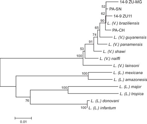 Phylogenetic Tree Of Cyt B Gene Sequences Among Species Cyt B Genes Of