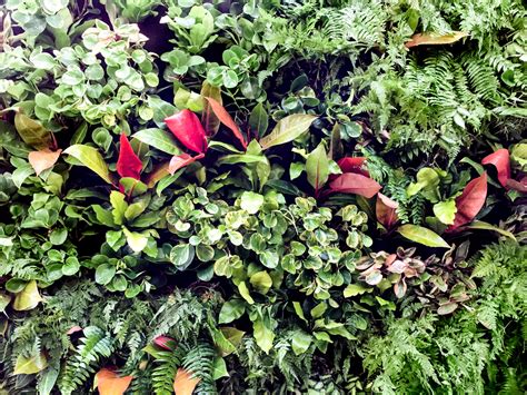 Sarasota Landscaper Creates Gorgeous Vertical Gardens For His Clients