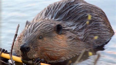 Beaver Eating Tree