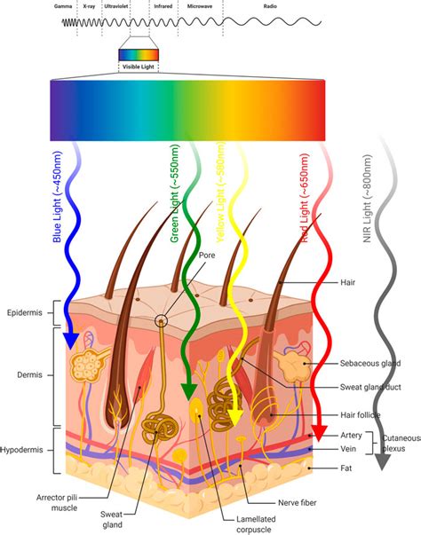 Aesthetics Lasers Lasers And Laser Diodes Rpmc Lasers Inc