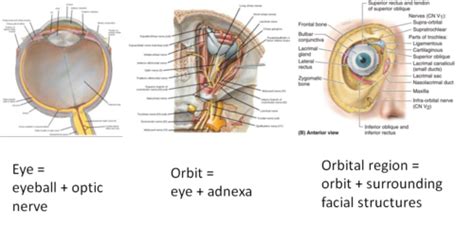 Anat 18 Orbit EditedSfresh Flashcards Quizlet