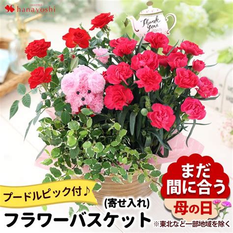 早割 母の日 花 2024 プレゼント ギフト フラワーバスケット カーネーション、ミニバラなど人気の花鉢がぎゅっ！ふわふわプードルが笑顔をお届け＜寄せ鉢＞ 15moh02フラワー