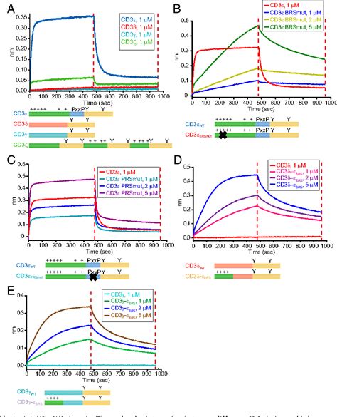 Figure 3 From Ionic CD3Lck Interaction Regulates The Initiation Of T