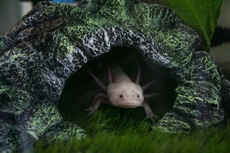 Axolotl Free Stock Photos, Images, and Pictures of Axolotl