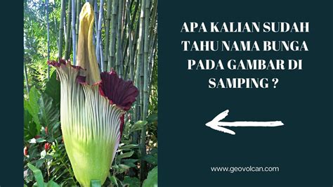 Amorphophallus Titanum Atau Disebut Bunga Bangkai Raksasa