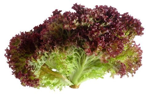 Lollo Rosso Lettuce