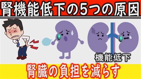 腎臓の機能が低下する5つの原因！腎臓が悪くなる原因を改善して腎臓病のリスクを減らす！【健康雑学】 Youtube