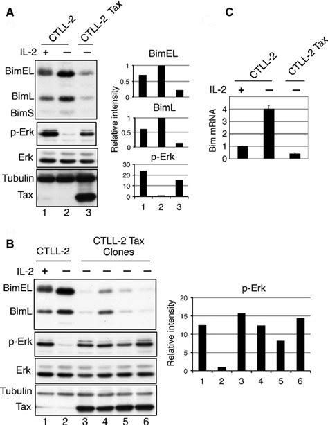 Downregulation Of Proapoptotic Bim Augments Il‐2‐independent T‐cell