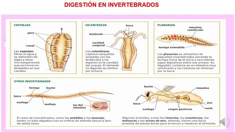 NUTRICION EN PROTISTAS 4to Sec YouTube