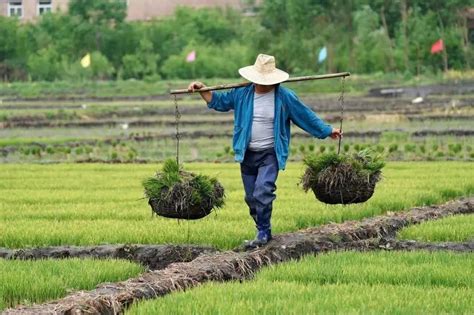 泥地拔河、捉鸭快来参加清溪村插秧节！澎湃号·政务澎湃新闻 The Paper