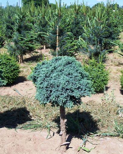 Juniperus Horizontalis Blue Chip” Polegla Kleka Blue Chip” Gajena