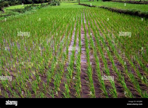 Rice Field Pune Stock Photo Alamy