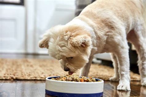 Los 10 Mejores Alimentos Para Perros Con Alto Contenido De Fibra Para