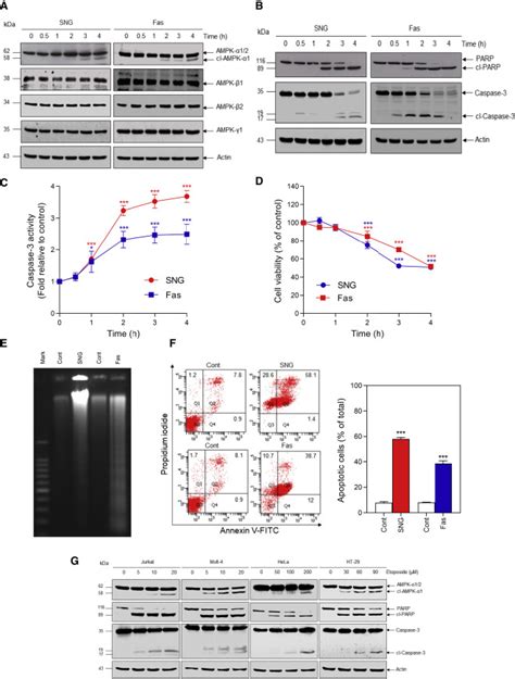 Caspase cleavage and nuclear retention of the energy sensor AMPK α1