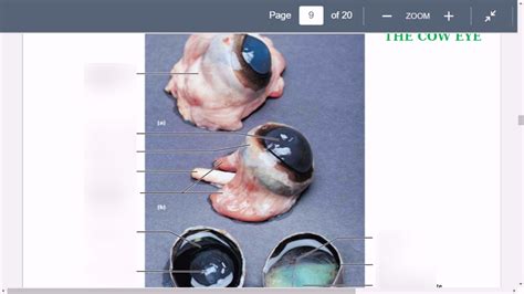 Cow Eye Diagram Quizlet