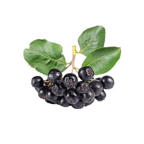 Aronia Berry (Chokeberry) Benefits, Nutrition Facts, Recipes