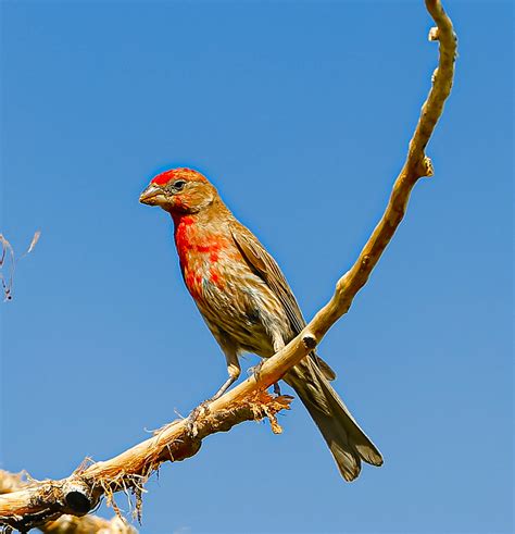 House Finch Male Birdforum