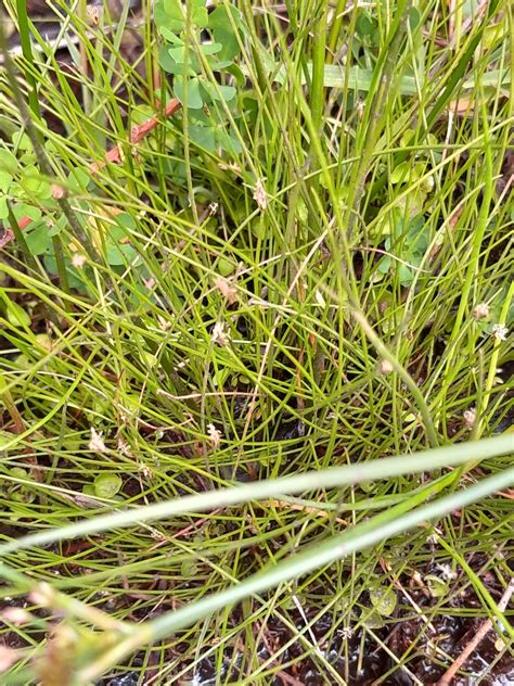 Slender Spike Sedge From Lincoln New Zealand On January 13 2023 At 11