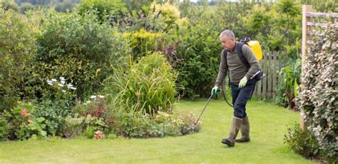 How To Get Rid Of Sandburs In Your Yard My Backyard Life