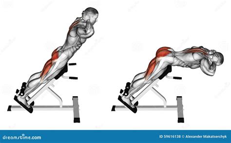 Exercising Hyperextension Stock Illustration Image 59616138