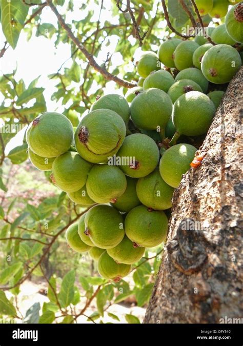 Fruit Tree Broken Branch Fruits Hi Res Stock Photography And Images Alamy