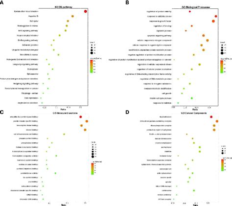 Go Functional Annotation And Kegg Pathway Enrichments The Bubble Plots