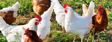 Accueil Poulet De Grain Ferme Bourgeois Levage De Volailles Avec