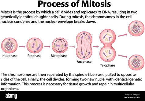 Process Of Mitosis Phases With Explanations Illustration Stock Vector