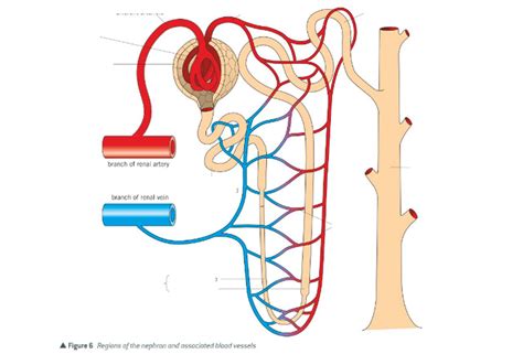 loop of henle ( in the nephron) Diagram | Quizlet