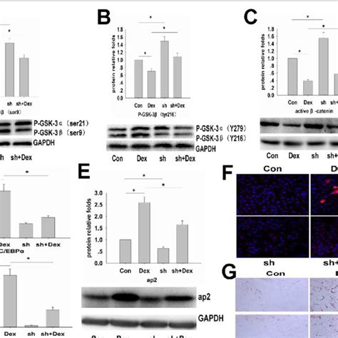 Shrna Targeting Dkk Attenuated The Dex Induced Inhibition Of The Wnt