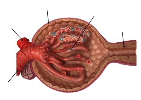 Urinary Glomerulus Diagram Quizlet