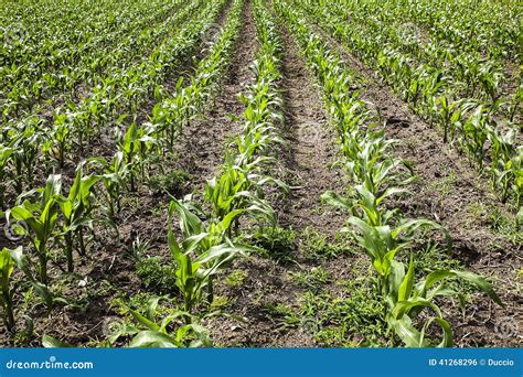 Cultivation of maize stock photo. Image of cultivation - 41268296