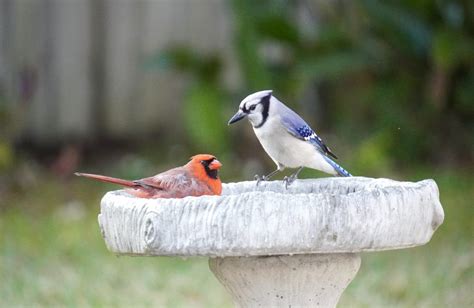 PNC Real Estate Newsfeed Garden Q A Garden Tasks For The Dormant Season