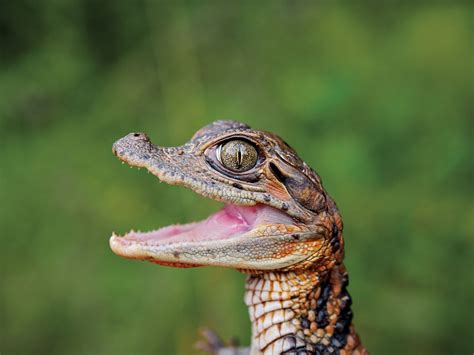 Caiman Crocodile Baby