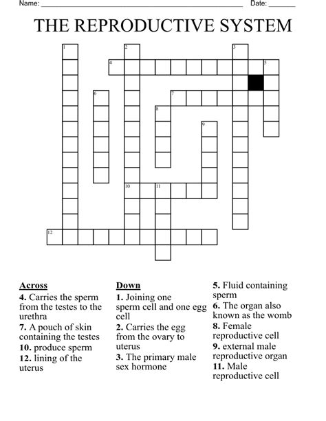 Human Reproduction Crossword Wordmint