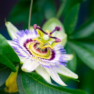 ¿Qué es la Pasiflora? Origen, beneficios y posología | Dieti Natura