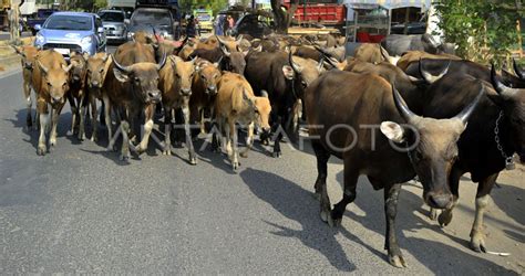 PERMINTAAN SAPI MENINGKAT ANTARA Foto