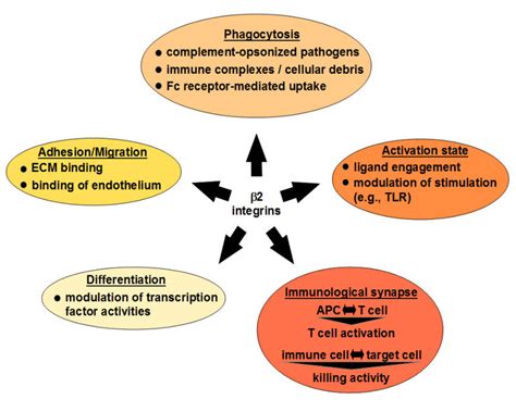 Schematic Overview On The Diverse Functions Of β2 Integrins Download