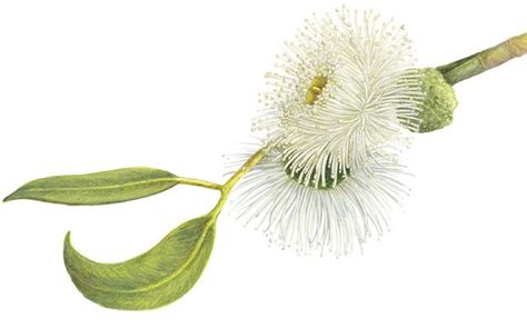 Tasmanian Blue Gum | My Island Home | Pinterest