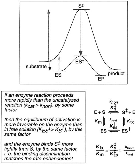 Enzyme Graph Transition State